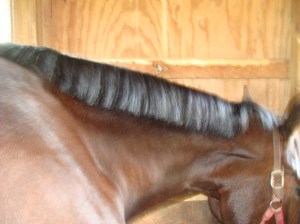 the first attempt at mane pulling