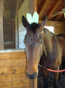 Ike's tryout for the Cabury Easter Bunny Ad