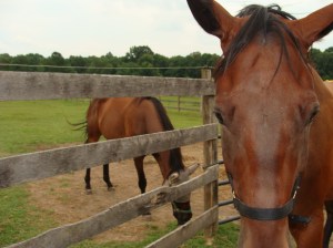 So Mom, can you take my brother to the show this weekend instead of me?