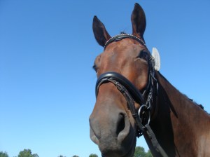 "Um, Mom, why are you laying in the stonedust?  I was trying to save us both."