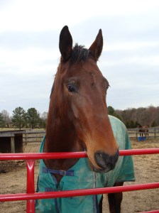 A photo of Ike from March 2013 when his sheet still fit him...