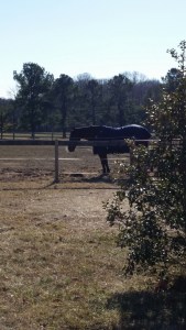 Blue whale in the field