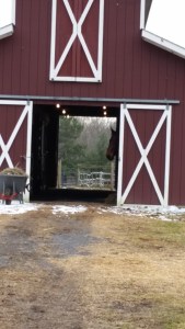 Ike peering from barn