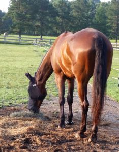 That is an odd looking shoe on that right front hoof...