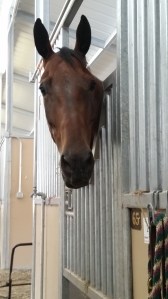 Ike checking out the show barn.
