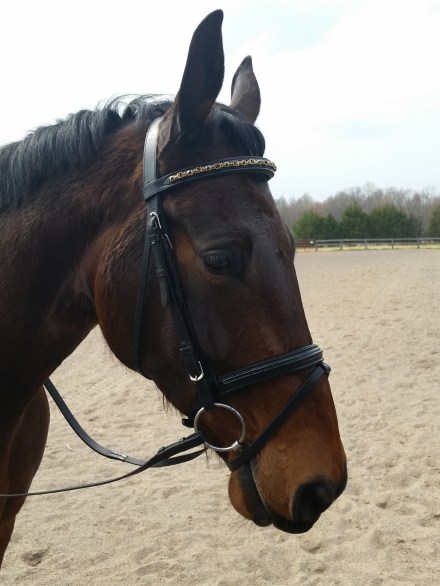 Ike with new browband March 2016
